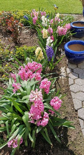 Afbeelding bij Hyacinthus / Tuinhyacint (soort)