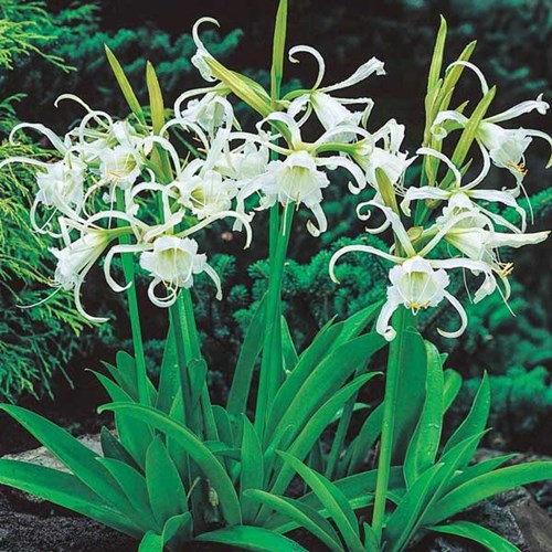 Afbeelding bij Hymenocallis / Ismene  - Spinlelie  (soort)
