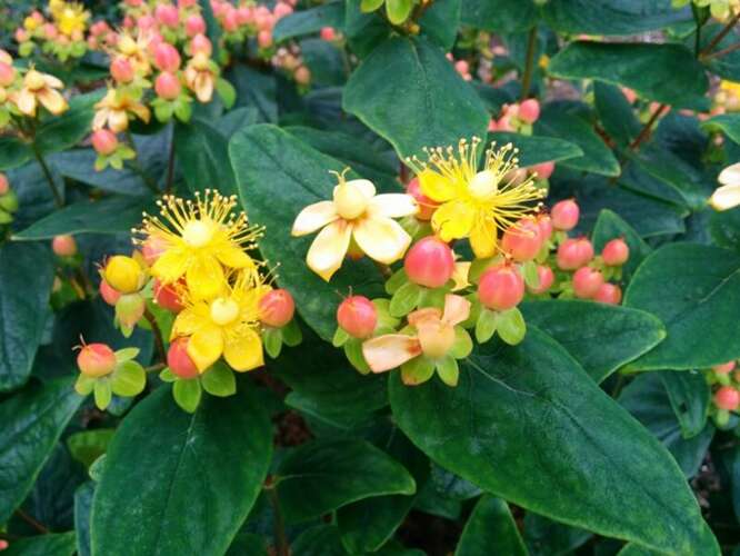 Afbeelding bij Hertshooi - Hypericum in. 'Magical Beauty'