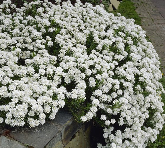 Afbeelding bij Iberis sempervirens / Scheefbloem