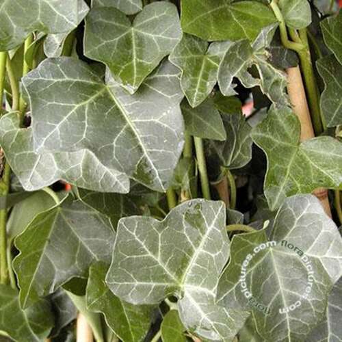 Afbeelding bij Ierse klimop - Hedera hibernica geel, groen 