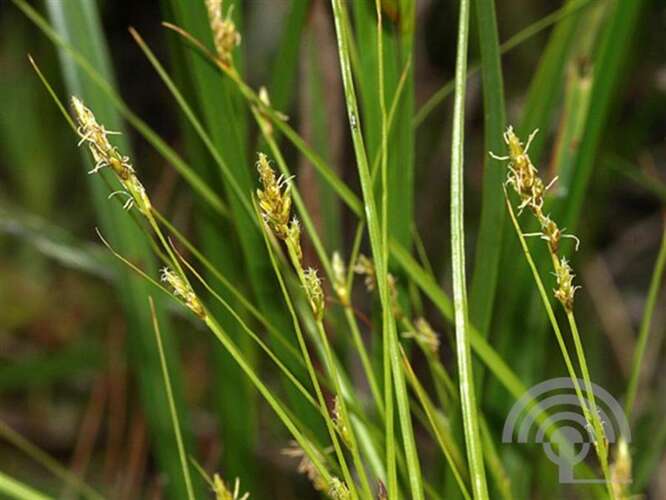 Afbeelding bij Ijle zegge - Carex remota 