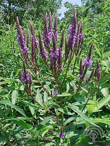 Afbeelding bij IJzerhard - Verbena hastata 
