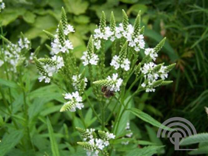 Afbeelding bij IJzerhard - Verbena hastata &#039;Alba&#039; 