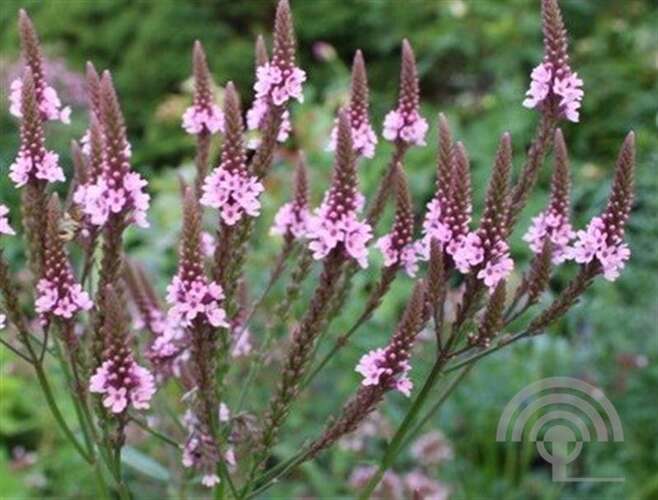 Afbeelding bij IJzerhard -Verbena hastata &#039;Rosea&#039;  
