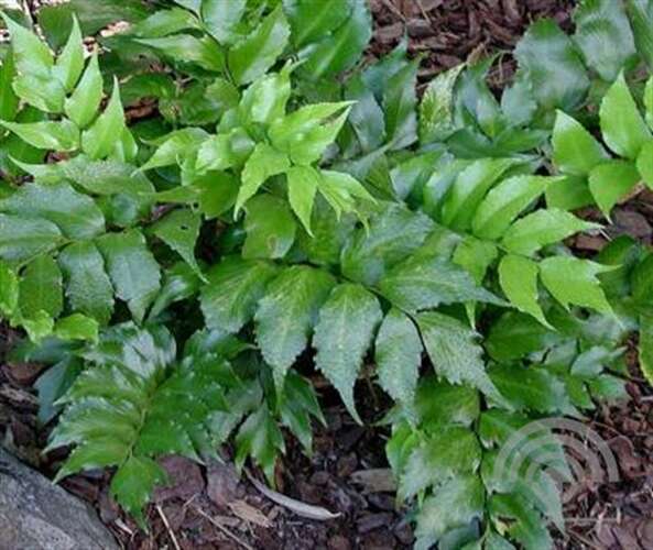 Afbeelding bij  IJzervaren - Cyrtomium -  falcatum 