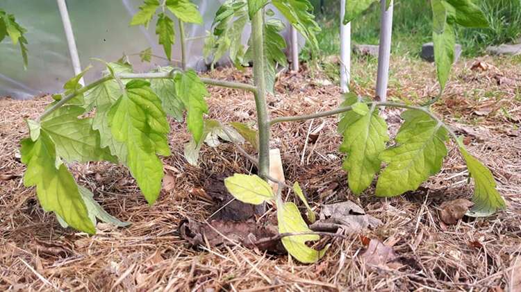 Afbeelding bij Ik heb mijn twijfels bij mijn tomaten