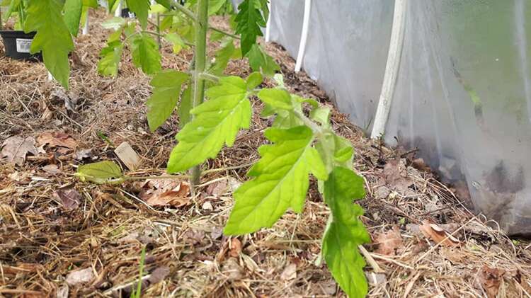 Afbeelding bij Ik heb mijn twijfels bij mijn tomaten