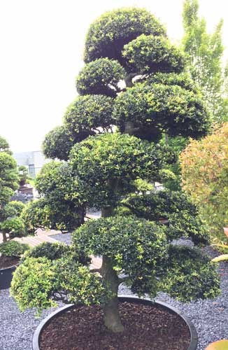 Afbeelding bij Ilex Crenata bonsai / Japanse hulst bonsai