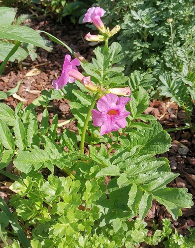 Afbeelding bij Incarvillea / tuingloxinia