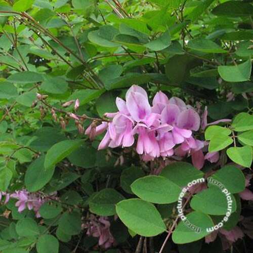 Afbeelding bij Indigoplant - Indigofera kirilowii