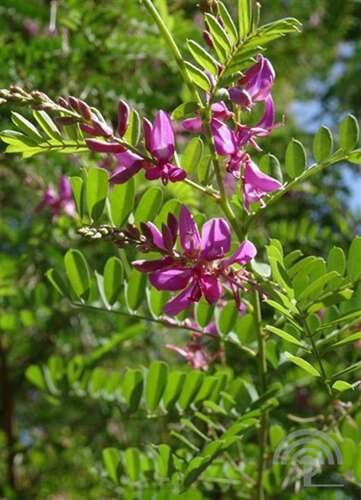 Afbeelding bij Indigostruik - Indigofera heterantha
