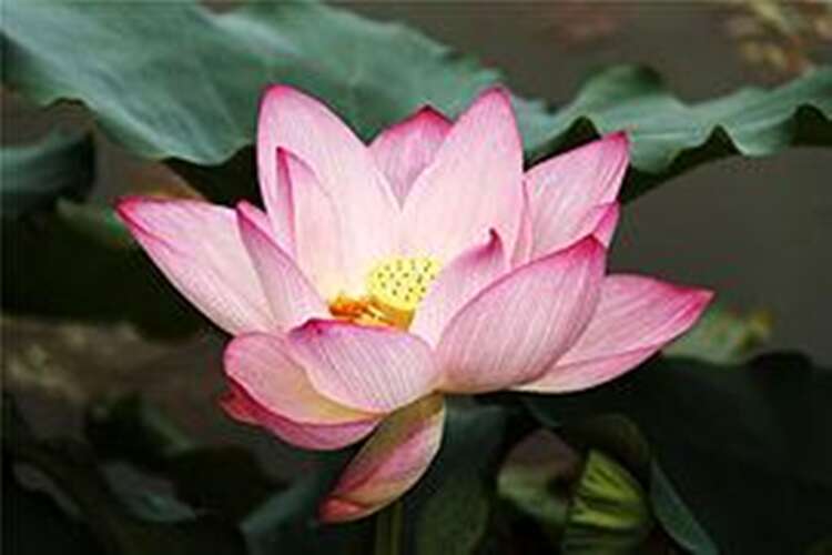 Afbeelding bij Indische lotus - Nelumbo nucifera