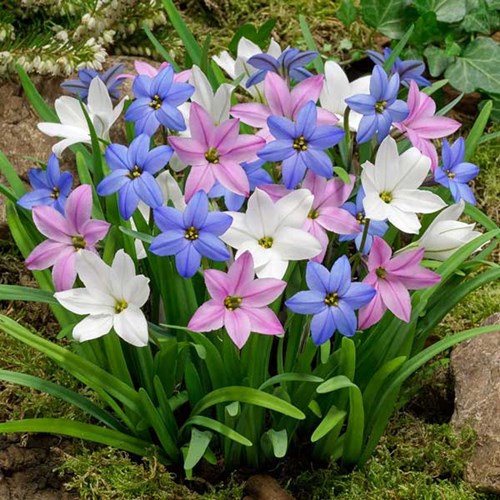 Afbeelding bij Ipheion / Oude wijfjes