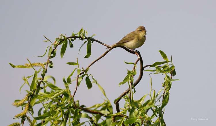 Afbeelding bij Is dit een tjiftjaf of een fitis