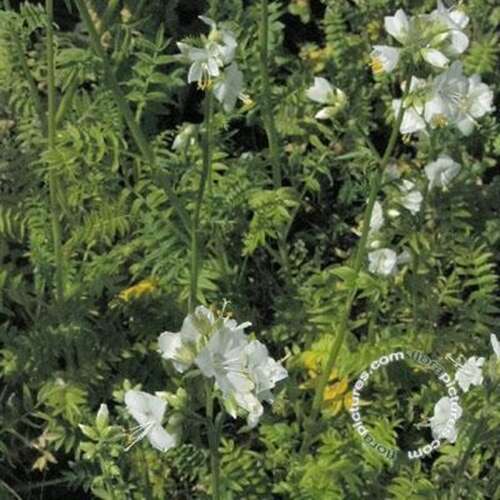 Afbeelding bij Jacobsladder - Polemonium caer. &#039;Album&#039; 