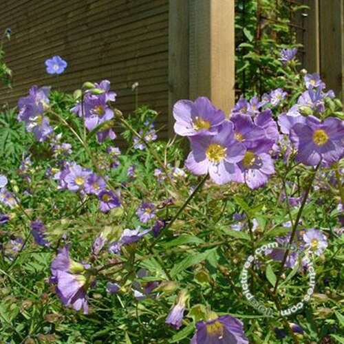 Afbeelding bij Jacobsladder - Polemonium caer. &#039;Lambrook Mauve&#039; 