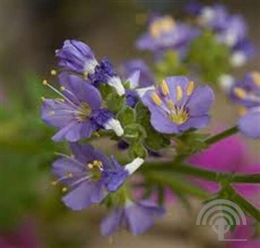 Afbeelding bij Jacobsladder - Polemonium caeruleum 