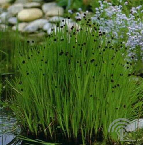 Afbeelding bij Japans hoefblad - Petasites japonicus 'Variegatus'