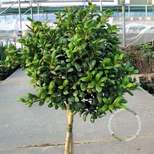 Afbeelding bij Japans Hulst - Ilex cren. 'Convexa' 