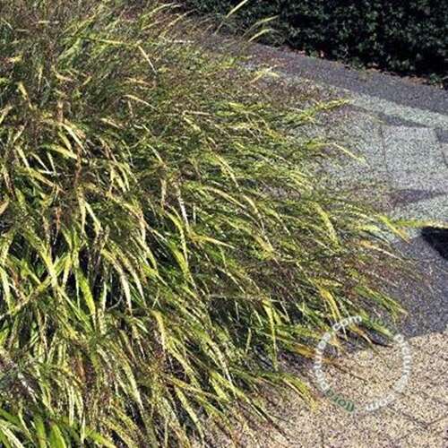 Afbeelding bij Japans siergras - Hakonechloa macra &#039;Albostriata&#039;