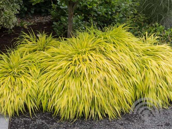 Afbeelding bij Japans siergras - Hakonechloa macra &#039;All Gold&#039; 