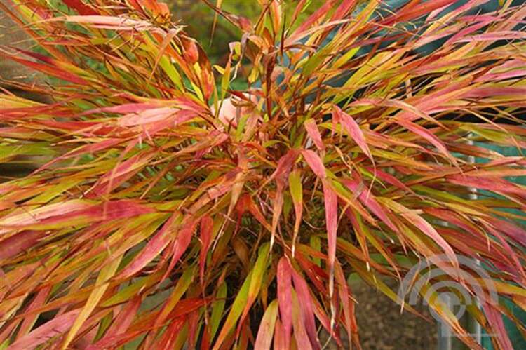 Afbeelding bij Japans siergras - Hakonechloa macra &#039;Nicolas&#039; 