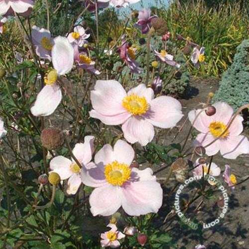 Afbeelding bij Japanse anemoon Anemone hup. &#039;Praecox&#039;  