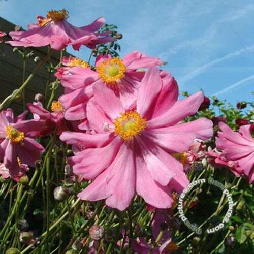 Afbeelding bij Japanse anemoon Anemone hup. &#039;Prinz Heinrich&#039;