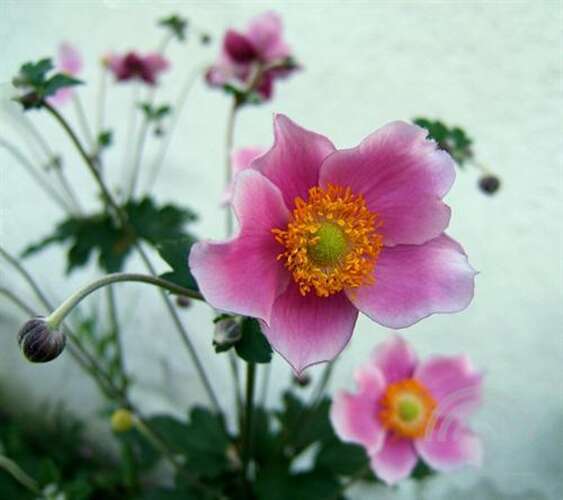 Afbeelding bij Japanse anemoon Anemone hupehensis