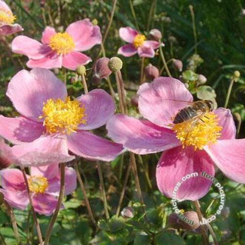 Afbeelding bij Herfstanemoon - Anemone hupehensis &#039;Splendens&#039;