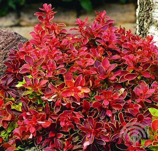 Afbeelding bij Zuurbes - Berberis thunb. &#039;Admiration&#039; 