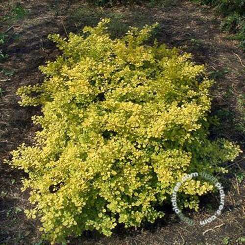 Afbeelding bij Japanse berberis - Berberis thunb. &#039;Aurea&#039; 
