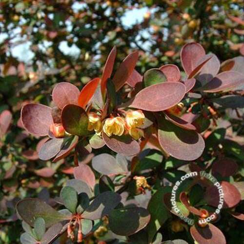 Afbeelding bij Japanse berberis - Berberis thunb. &#039;Harlequin&#039;