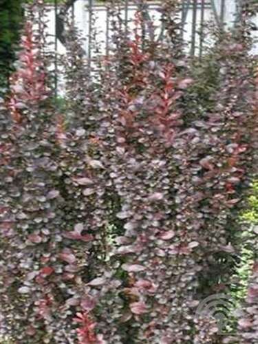 Afbeelding bij Japanse berberis - Berberis thunb. 'Helmond Pillar'
