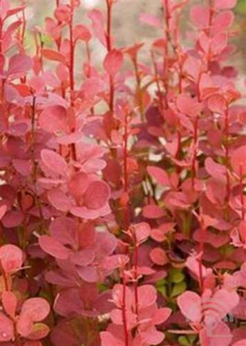 Afbeelding bij Zuurbes - Berberis thunb. 'Orange Rocket'
