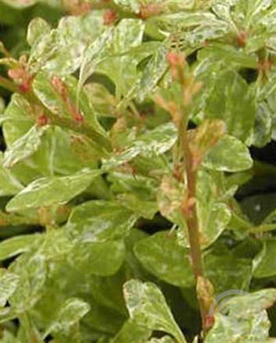 Afbeelding bij Japanse berberis - Berberis thunb. &#039;Pow-Wow&#039; 