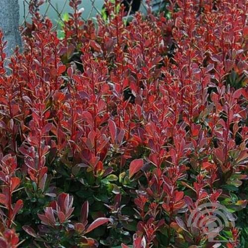Afbeelding bij Japanse berberis - Berberis thunb. &#039;Red Rocket&#039; 