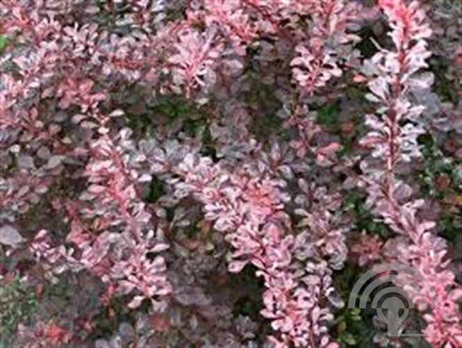 Afbeelding bij Japanse berberis - Berberis thunb. &#039;Rose Glow&#039;
