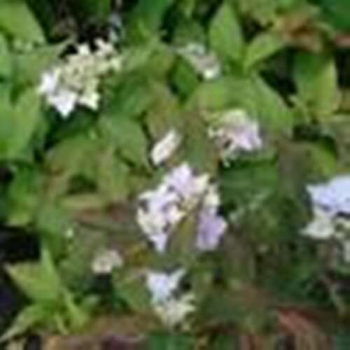Afbeelding bij Japanse berghortensia – schermvormig - Hydrangea serr. &#039;Blue Deckle&#039;