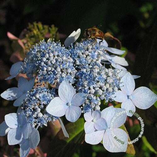 Afbeelding bij Japanse berghortensia – schermvormig - Hydrangea serr. &#039;Bluebird&#039;