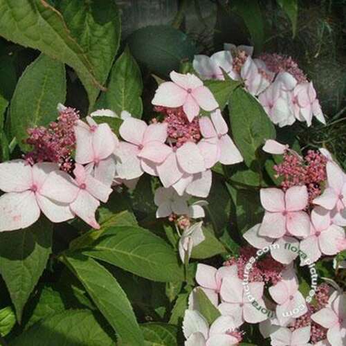 Afbeelding bij Japanse berghortensia – schermvormig - Hydrangea serr. &#039;Grayswood&#039;