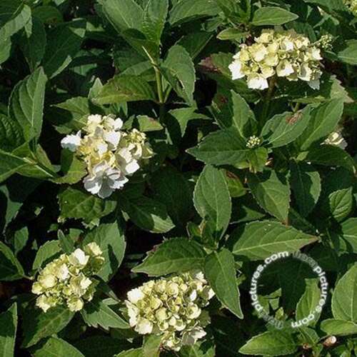 Afbeelding bij Japanse berghortensia – schermvormig - Hydrangea serr. &#039;Impératr. Eugenie&#039;