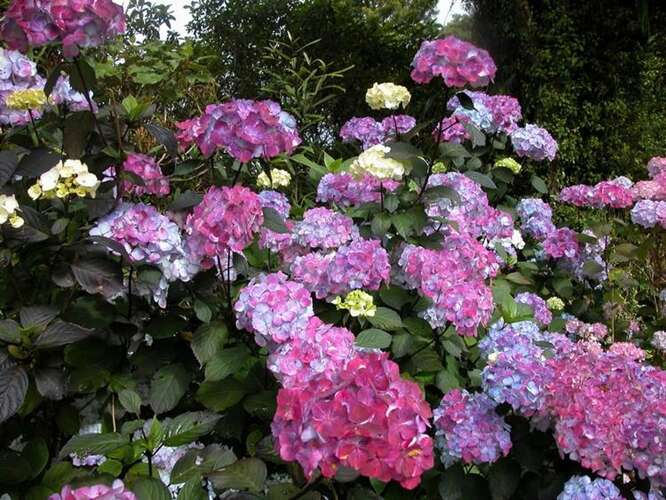 Afbeelding bij Japanse berghortensia – schermvormig - Hydrangea serr. &#039;Preziosa&#039;