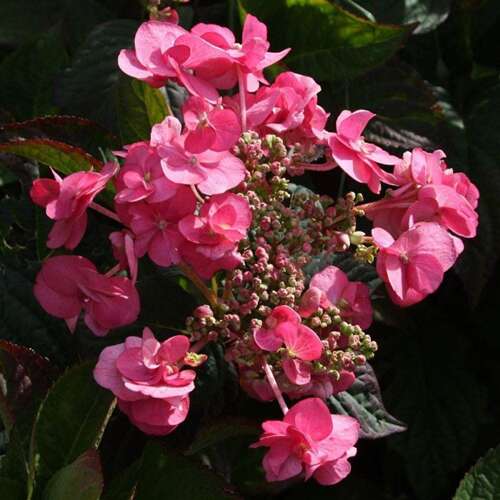 Afbeelding bij Japanse berghortensia – schermvormig - Hydrangea serr. &#039;Santiago&#039;