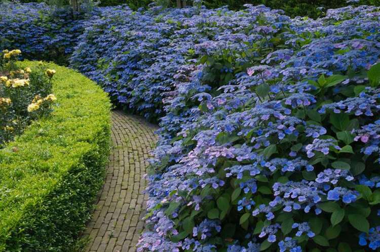 Afbeelding bij Japanse berghortensia – schermvormig - Hydrangea serr. 'Veerle' ®