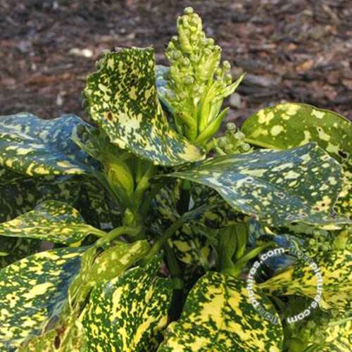 Afbeelding bij Japanse Broodboom - Aucuba jap. 'Crotonifolia'