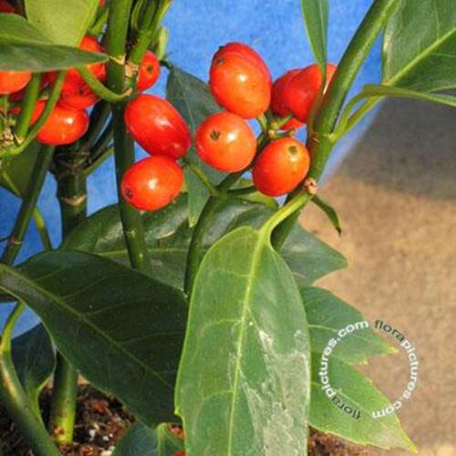 Afbeelding bij Japanse Broodboom- Aucuba jap. &#039;Rozannie&#039;