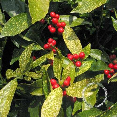 Afbeelding bij Japanse Broodboom - Aucuba jap. &#039;Variegata&#039;