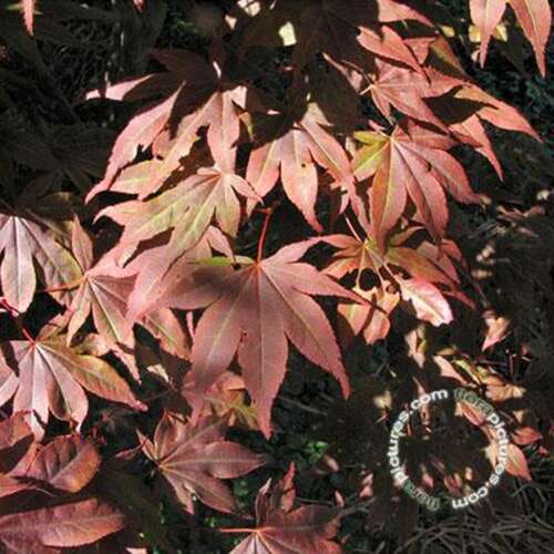 Afbeelding bij Japanse esdoorn - Acer pal. 'Atropurpureum'